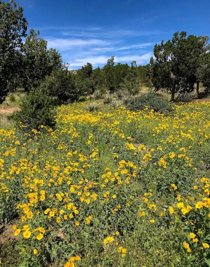 Canada de los AlamosPet Friendly Pinon Heaven住宿加早餐旅馆 外观 照片
